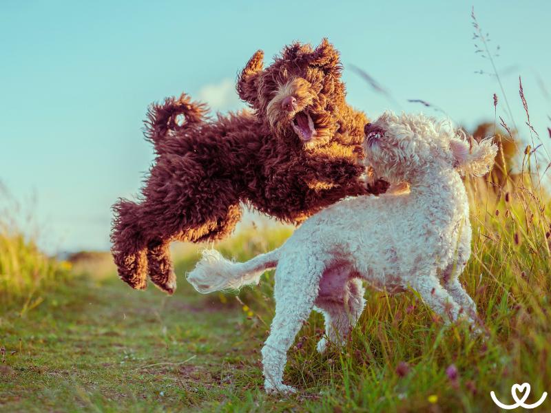 Psi-plemeno-bernedoodle (11)